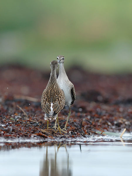 Liro, Wood Sandpiper, Tringa glareola